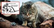 "Acoustic Kitty". Program CIA, który miał zamienić koty w szpiegów-cyborgów