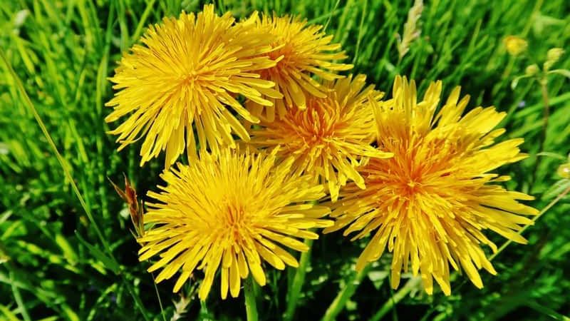 Mniszek i mlecz potrafią kwitnąć i rozsiewać się kilka razy w sezonie