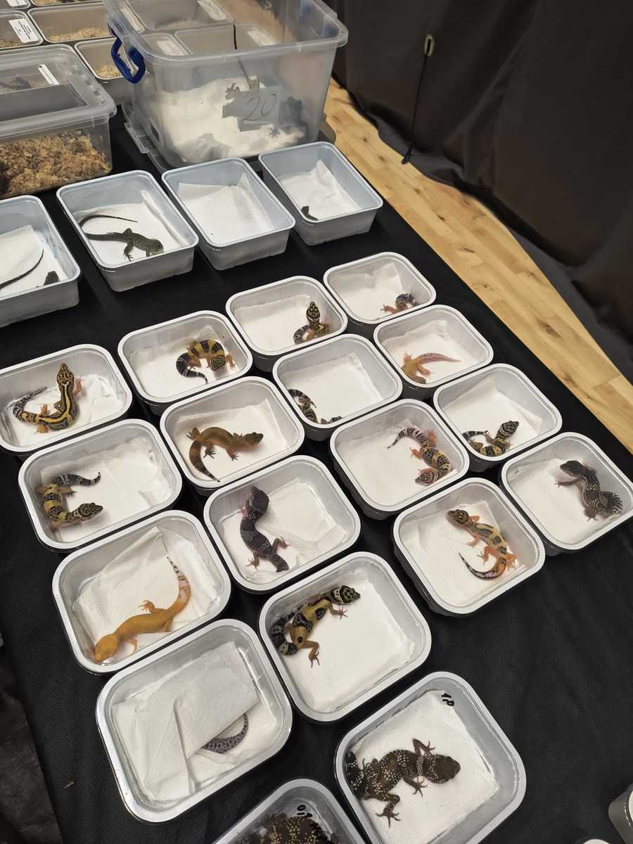 Nielegalny handel zwierzętami chronionymi podczas targów w Lublinie