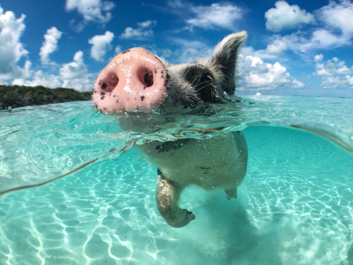 Świnie na Bahamach to turystyczny hit