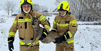 Skopanie: Nietypowa akcja OSP. Uratowali sarnę