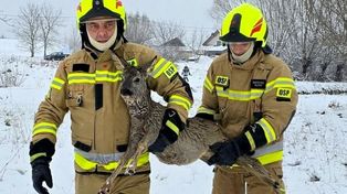 Skopanie: Nietypowa akcja OSP. Uratowali sarnę