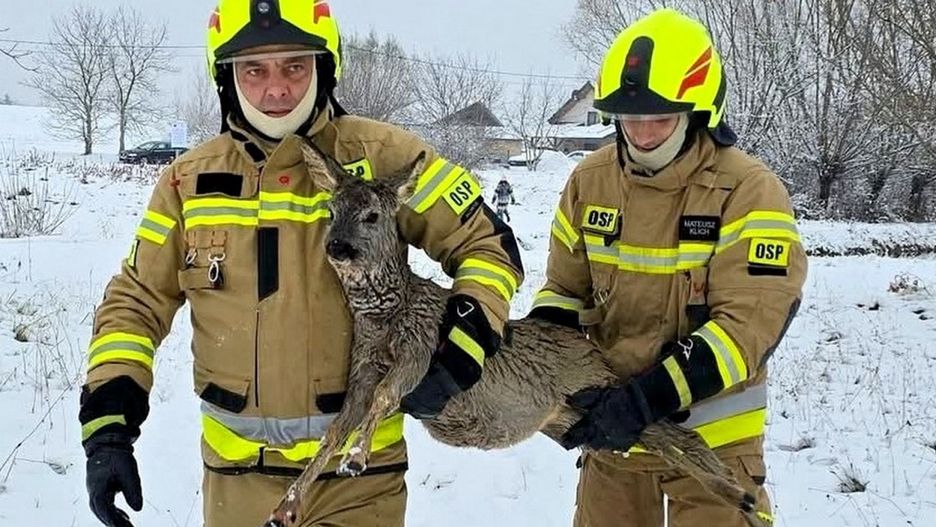 Uratowana w Skopaniu sarna w rękacg strażaków