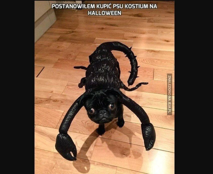 Memy o Halloween