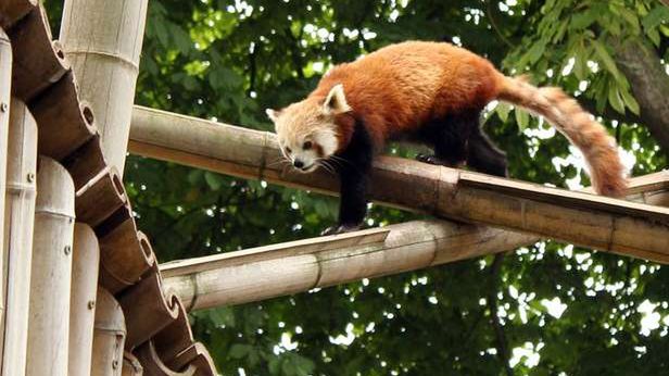 Quo vadis, Firefox? 1