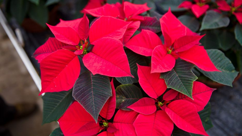 Gwiazda betlejemska - jak o nią dbać?