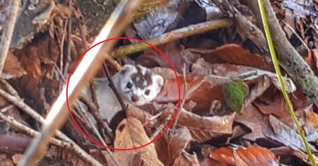 Uchwyciła go fotopułapka. "Miał ewidentnie parcie na szkło"