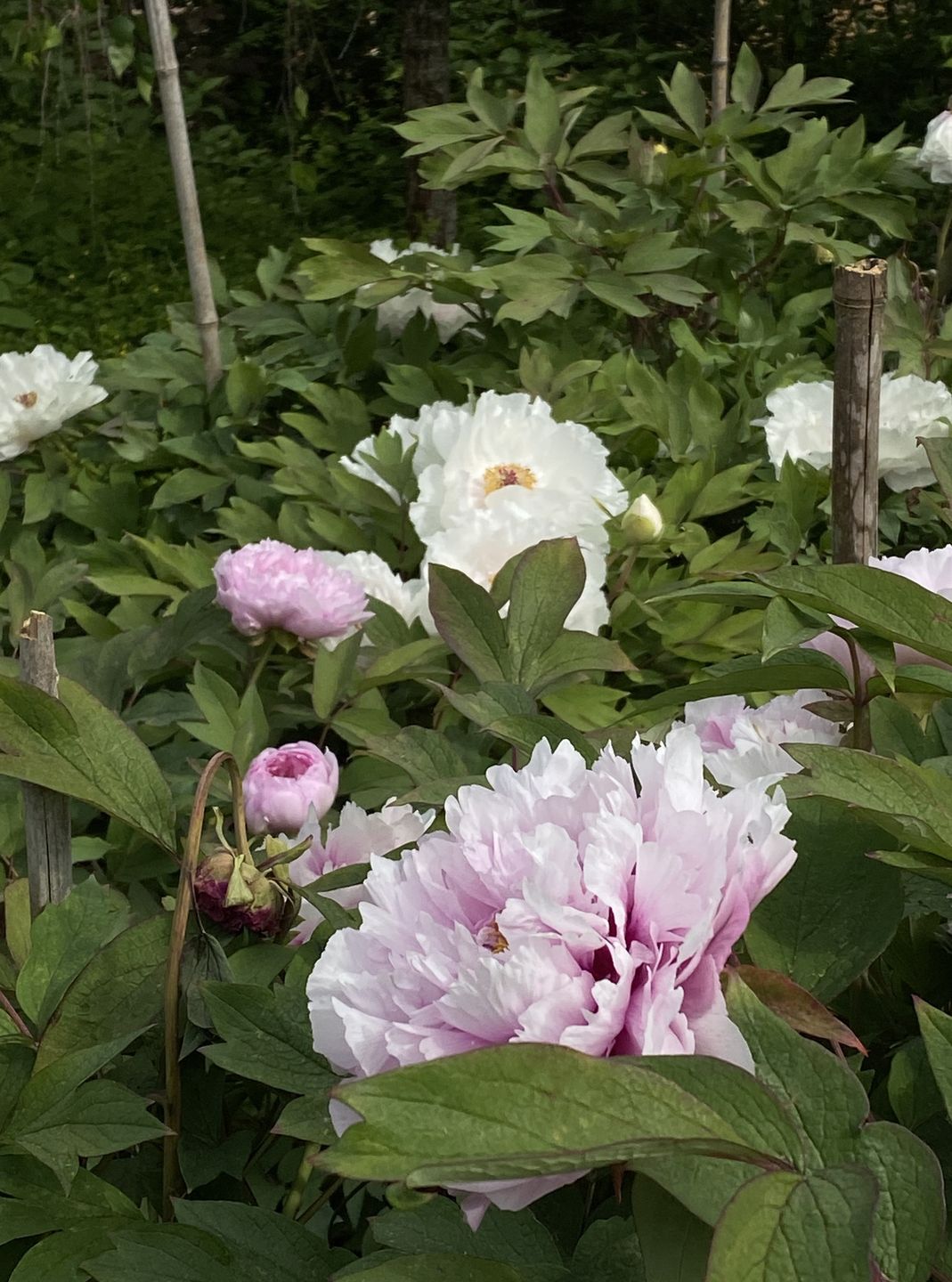 Ogród botaniczny w Koszycach