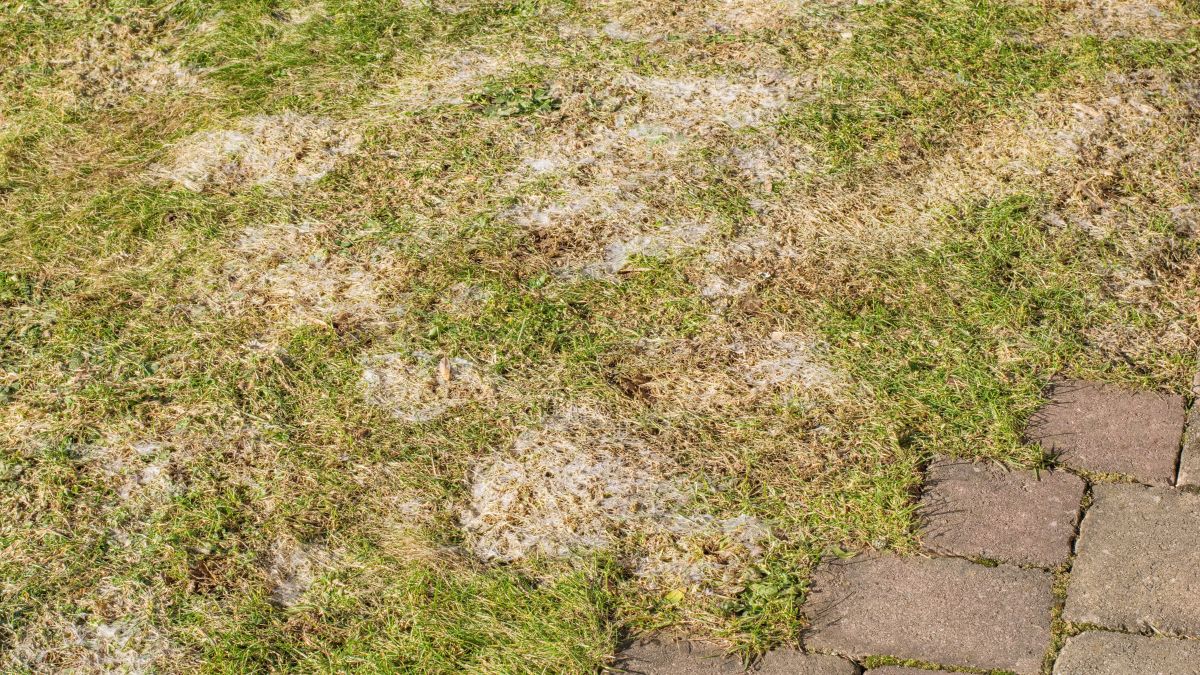 Trawnik z chorobą grzybową.