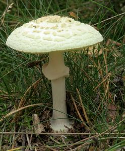 Słupsk. Zmarł mężczyzna, który najprawdopodobniej zatruł się grzybami