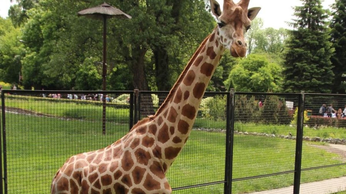 Nowa żyrafa w warszawskim zoo