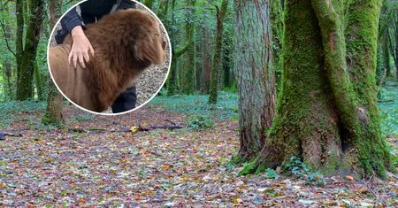Wideo z Irlandii wywołało zamieszanie. "Chryste, to nie może być to"