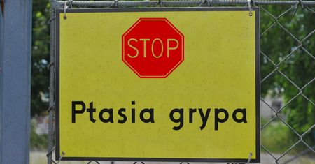 Ptasia grypa dziesiątkuje drób. "Odszkodowania powinny wynikać z ustawy, a nie widzimisię urzędnika"