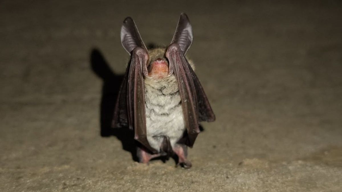 Nowy gatunek nietoperza w Kampinosie.