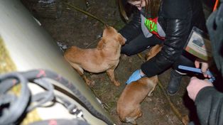 Gorzów Wielkopolski: Fundacja Anaconda prosiła o wsparcie