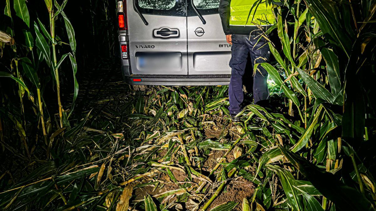 Pościg zakończył się w polu kukurydzy 