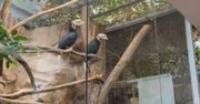 Sensacja na saklę światową. We wrocławskim zoo pękają z dumy