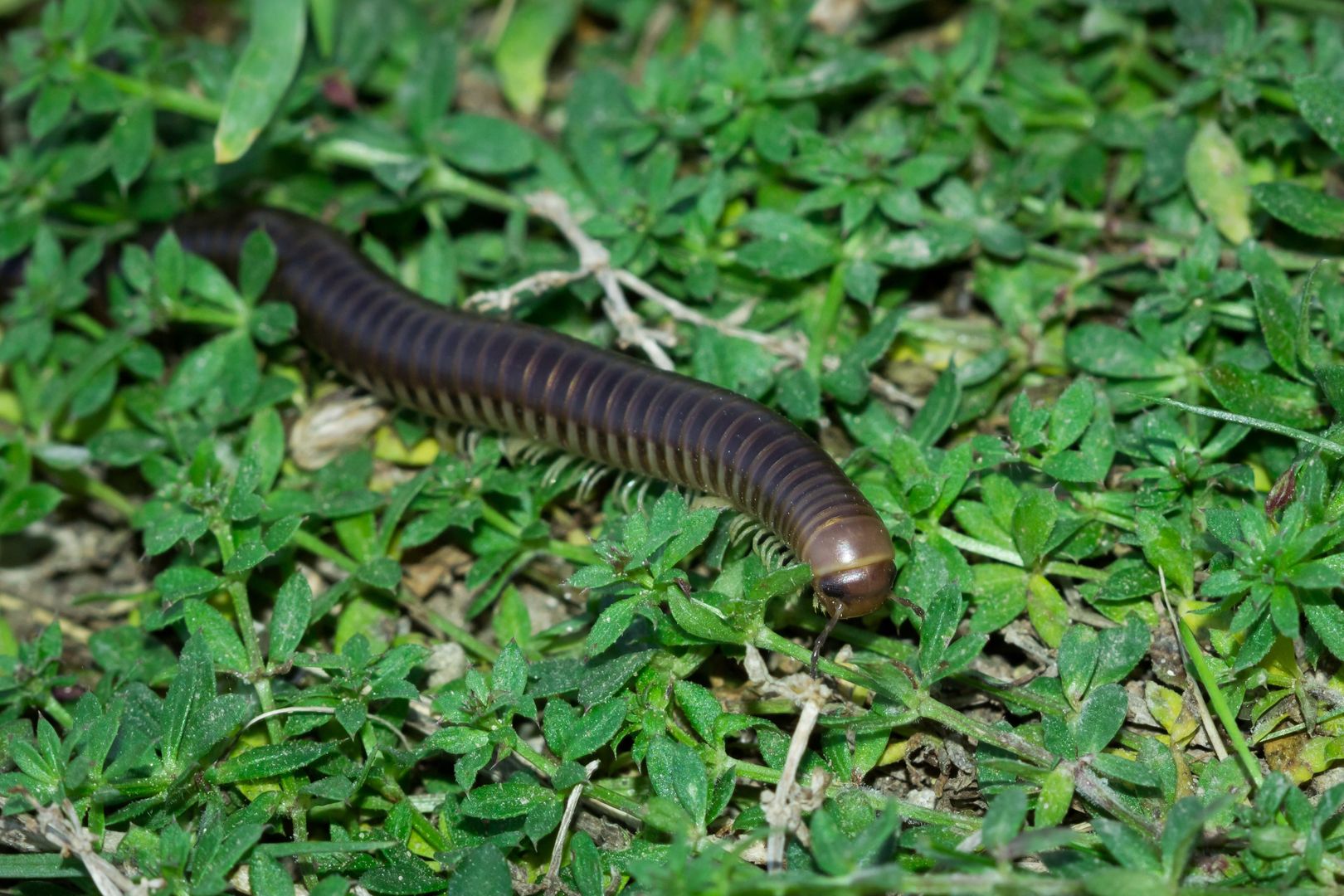 Krocionogi znowu są aktywne