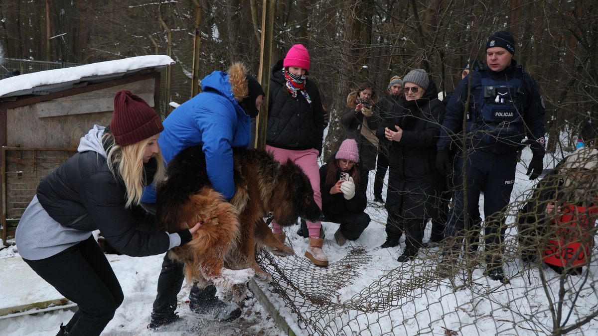 Sobolew, 24.01.2026. Akcja zabierania psów ze schroniska dla zwierząt "Happy Dog" w miejscowości Sobolew, 24 bm. Nieprawidłowości w zarządzaniu placówką oraz złe warunki, w których przebywają zwierzęta w schronisku nagłośnili piosenkarka Dorota Rabczewska oraz poseł Lewicy Łukasz Litewka. Powiatowy Lekarz Weterynarii zamknął schronisko w Sobolewie. (sko) PAP/Paweł Supernak