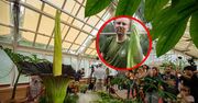 Po czterech latach znów zakwitnie! Sensacja w Ogrodzie Botanicznym w Warszawie