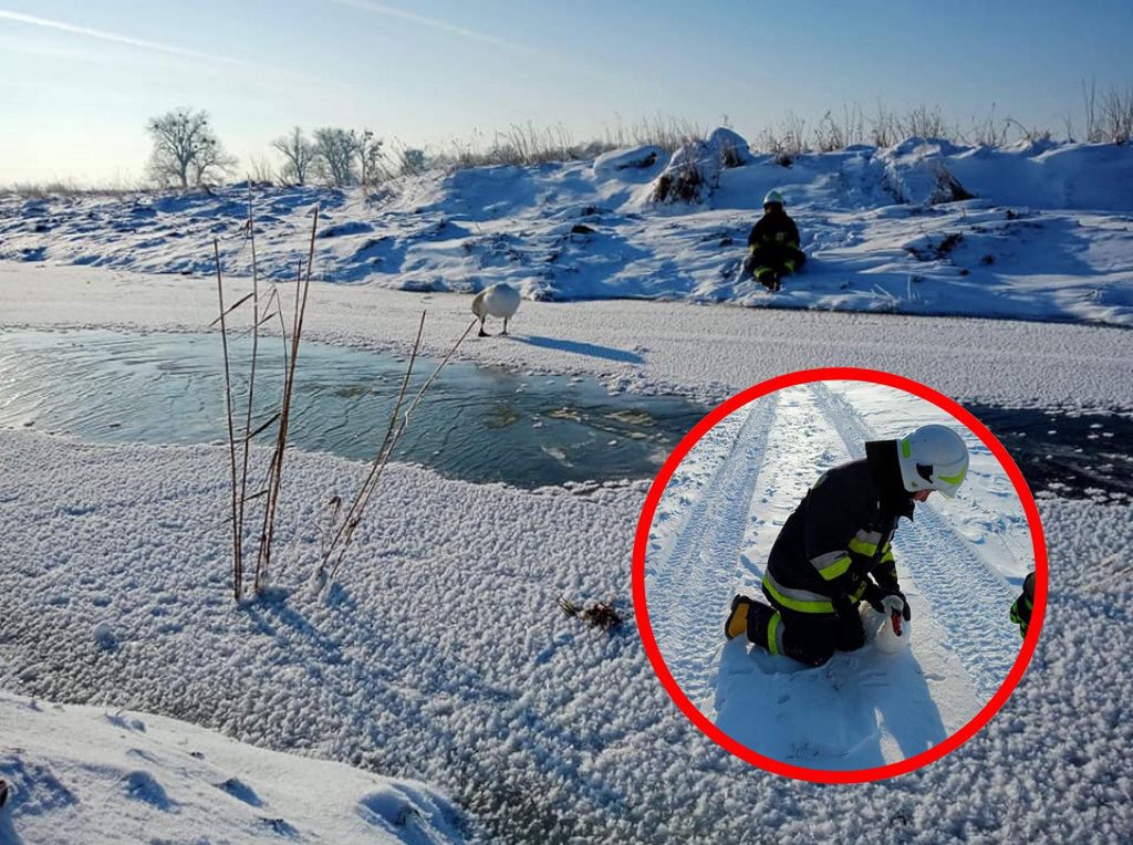 Warmińsko-mazurskie. Łabędzie na przymarzniętych jeziorach i rzekach (Fot.: OSP Sątopy-Samulewo/Facebook)