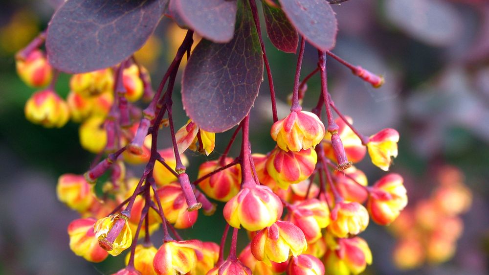 Berberyna to związek chemiczny, który jest uznawany za jeden z najsilniejszych naturalnych suplementów na ziemi