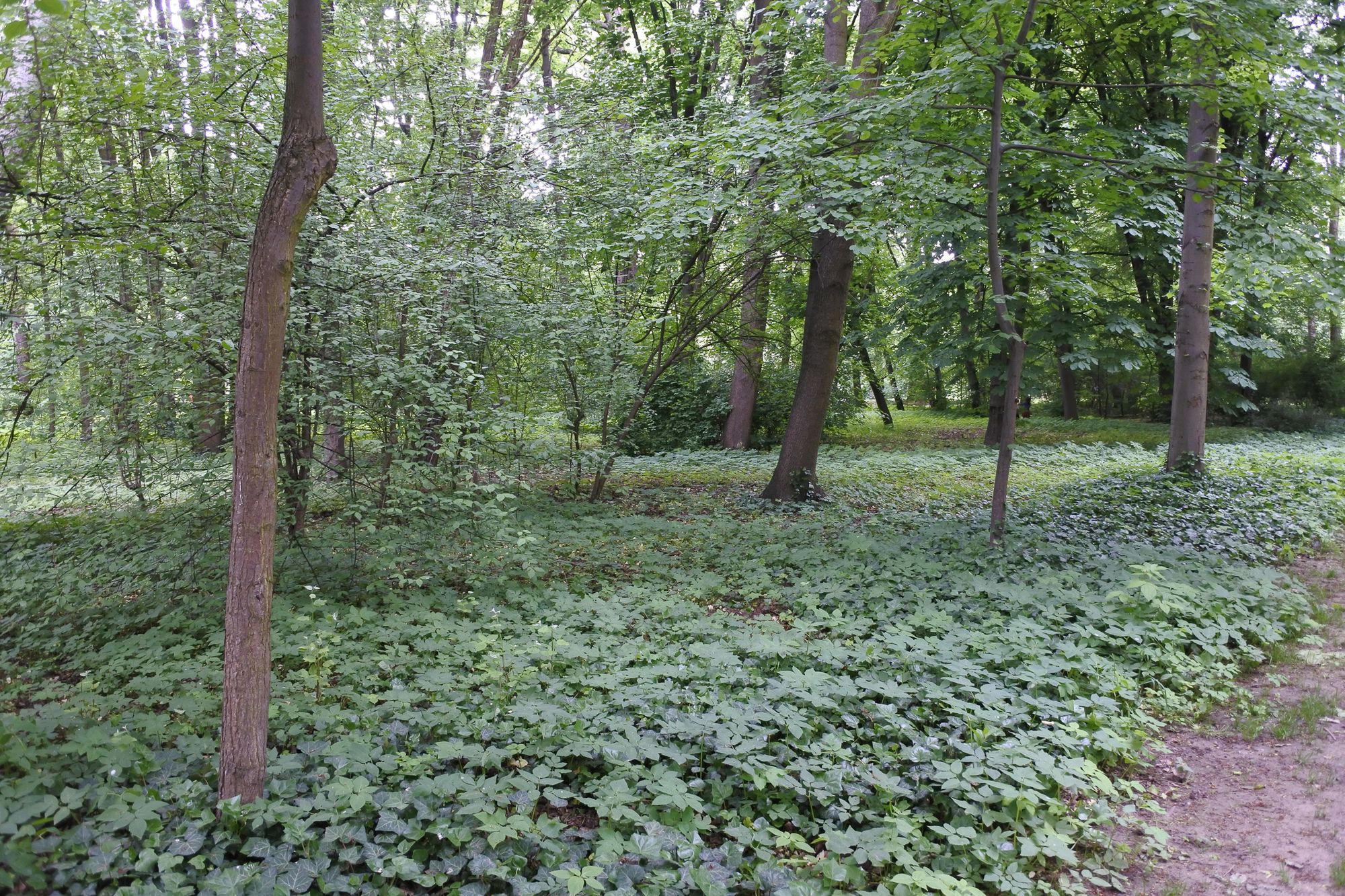Nikon 1 J5 - mały i solidny bezlusterkowiec dla amatora [test] 48