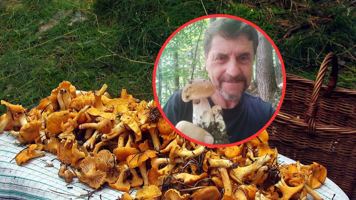 Czy w lato można zbierać grzyby? Pan Justyn chwali się okazami!