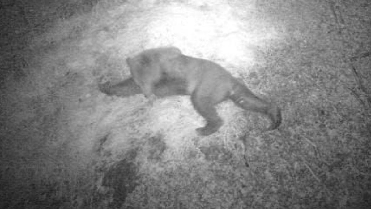 Niedźwiedź uchwycony w Nadleśnictwie Czarna Białostocka.