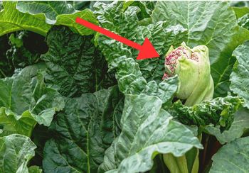 Masz rabarbar w ogrodzie? Jeśli to zauważysz, od razu usuń