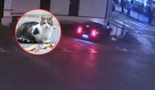 Absurdalny wypadek 19-latki w bmw. Winę zrzuciła na kota