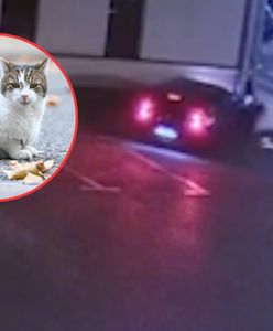 Absurdalny wypadek 19-latki w bmw. Winę zrzuciła na kota