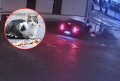 Absurdalny wypadek 19-latki w bmw. Winę zrzuciła na kota