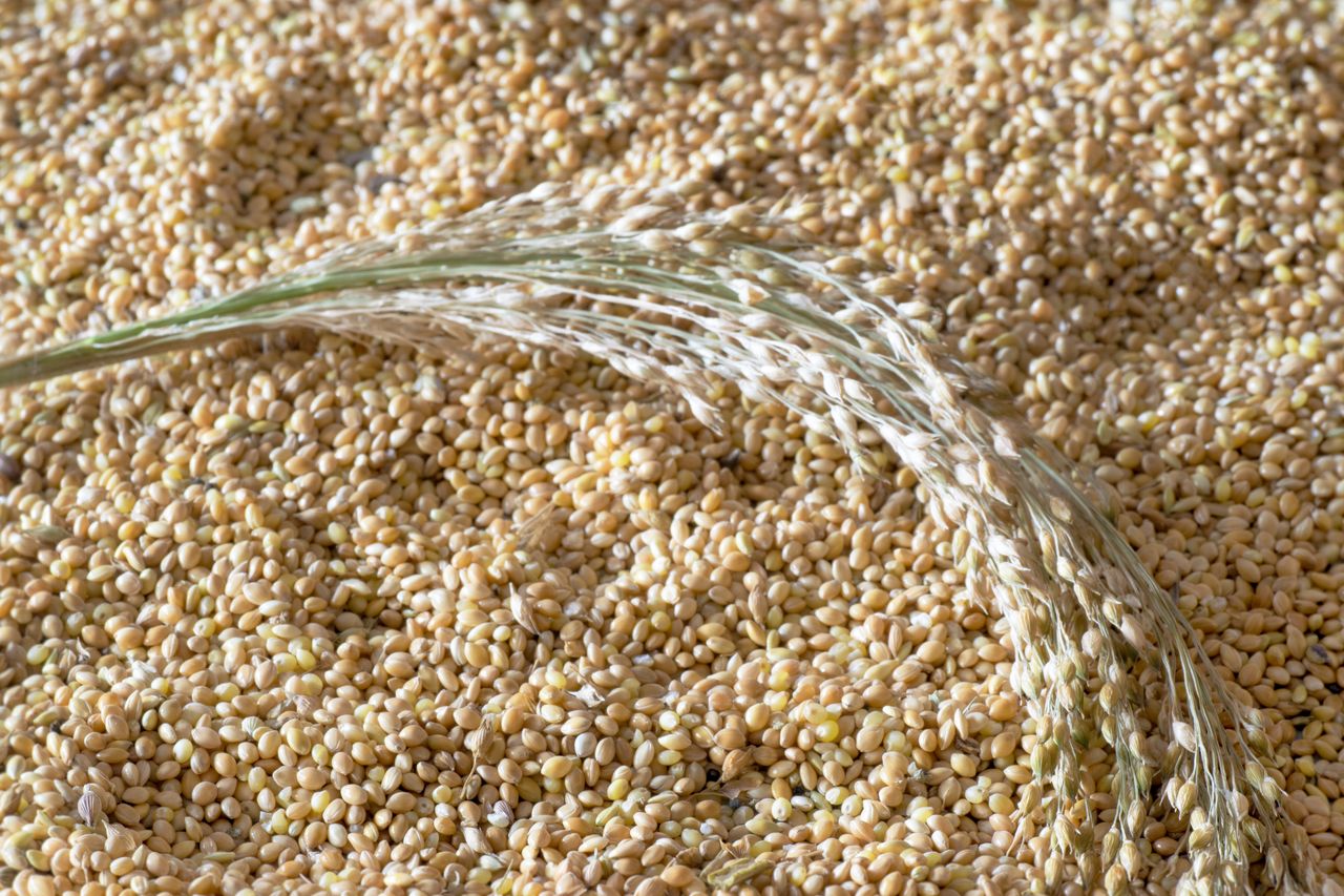 Tanie, choć nazywane "złotem Słowian". Wspomaga pracę jelit i obniża cholesterol