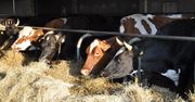 Groźna choroba coraz bliżej Polski. "Zagrożenie jest poważne"