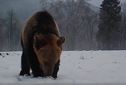 Nagle niedźwiedź "zgasił światło". Nagranie leśników to hit