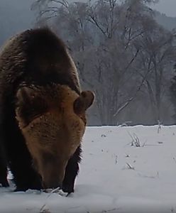 Nagle niedźwiedź "zgasił światło". Nagranie leśników to hit