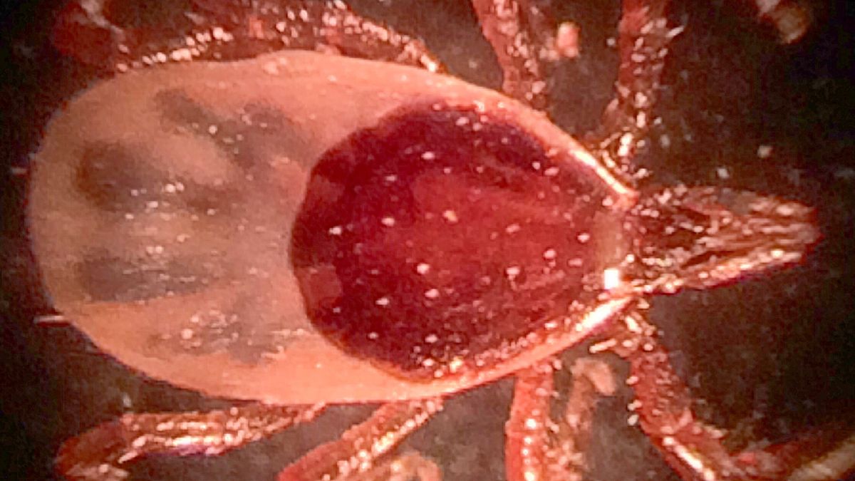 Nowa choroba w Chinach.