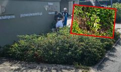 Wycieli drzewa, by odsłonić reklamy? Sprawa trafiła na policję