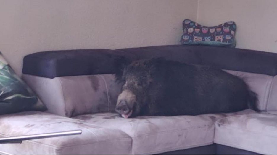 Niemka wróciła do domu, a na kanapie zastała wylegującego się dzika.Fot. Polizei NRW Hagen
