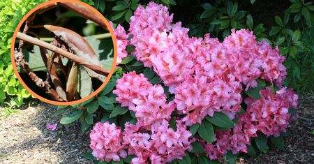 Rododendrony zwinęły liście po zimie? Jeden prosty zabieg rozwiąże problem