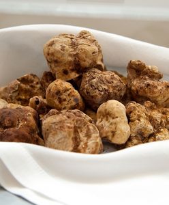 Wyjątkowe grzyby na aukcji. Sprzedano je za pół miliona złotych