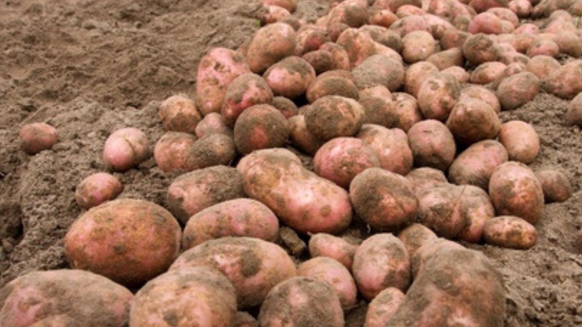 Młode ziemniaki odmiany Irga robią furorę na straganach.