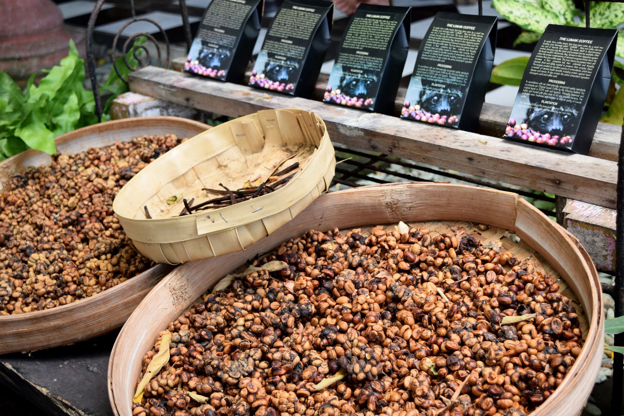 Kopi luwak