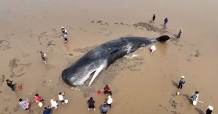 Olbrzymi wieloryb utknął na mieliźnie. Akcja ratunkowa na plaży w Chinach
