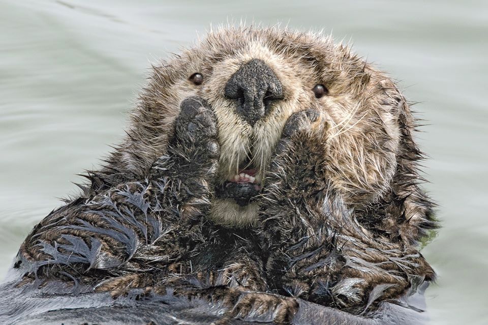 Comedy Wildlife Photography Awards 2019. Najśmieszniejsze zdjęcie roku wybrane! 2