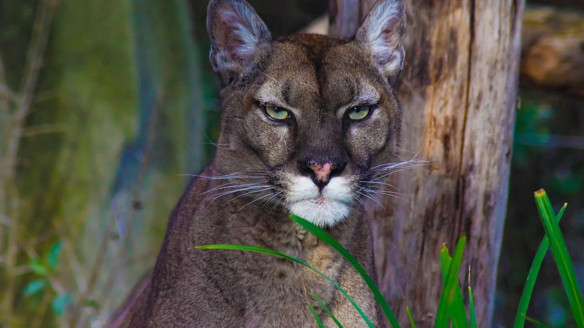 puma