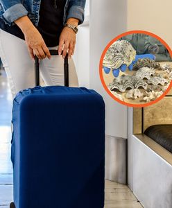 Przywiozła "pamiątkę" z wakacji w Egipcie. Grozi jej 5 lat więzienia
