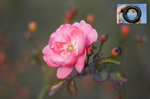 Jaki obiektyw do lustrzanki dla amatorów, czyli wybieraj z głową [poradnik] 4