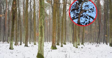 "Tęgi zrzut". Leśnik natknął się na to w lesie